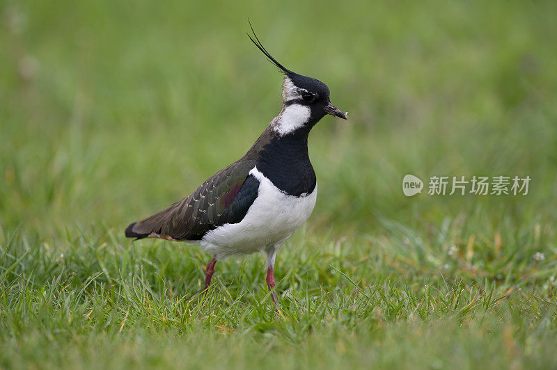 田凫(Vanellus Vanellus)